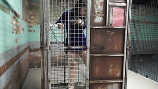 2018-02-01-Dominica-Caged