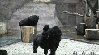 2011-03-25-498-zoo-slut_950